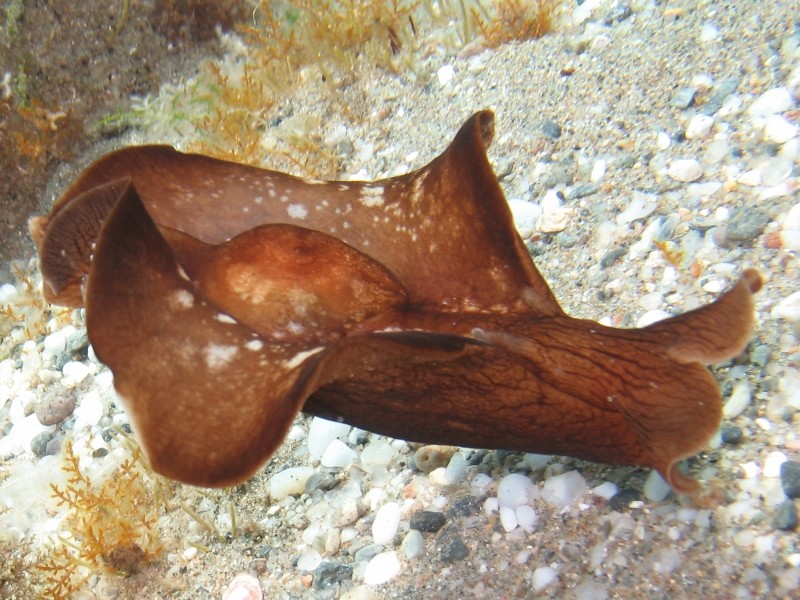 Aplysia cf. fasciata